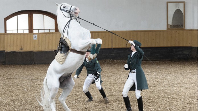 Ukážka drezúry lipicanských koní v Národnom žrebčíne v Topoľčiankach. 