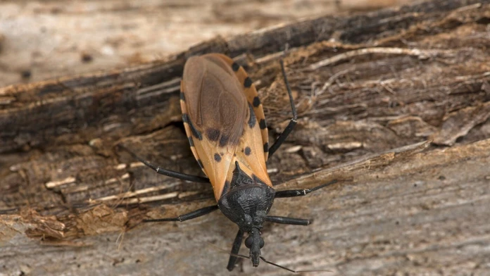 Novodobé AIDS? Ameriku ohrozuje Chagas