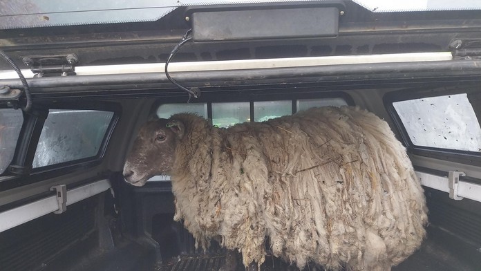 Zachránili najosamelejšiu ovcu v Británii. Roky žila na úpätí skalnatého útesu