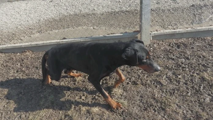 Utýraný pes Leo