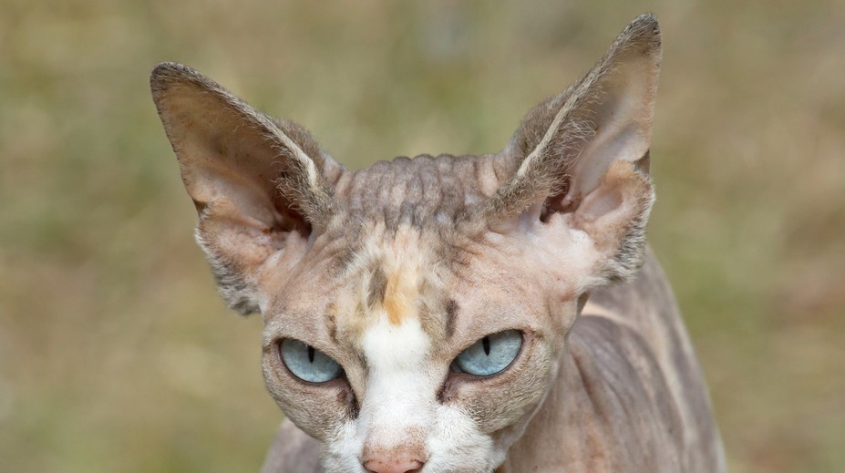 Kúpila si bezsrstú mačku za stovky eur, tej však začala rásť srsť. Vysvetlenie šokuje