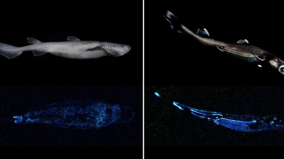Prenikavý objav vedcov. Našli žraloky, ktoré v tme žiaria