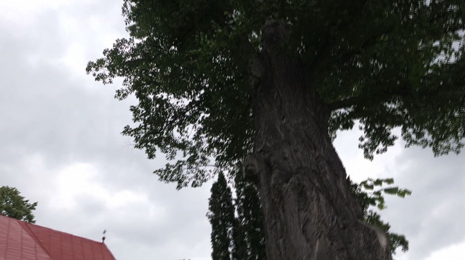 Boj o 300-ročné lipy v obci pod Tatrami. Sú duté a majú ich spíliť, obyvatelia to však chcú ešte zvrátiť