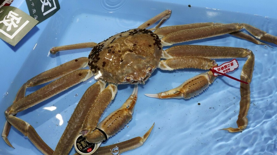 Obrovského kraba vydražili za rekordnú sumu. To bude ale drahá večera