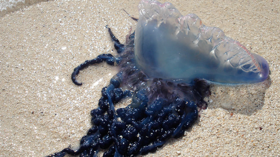 Na pláži v Španielsku sa objavil nebezpečný tvor. Jediný jeho dotyk môže zabiť