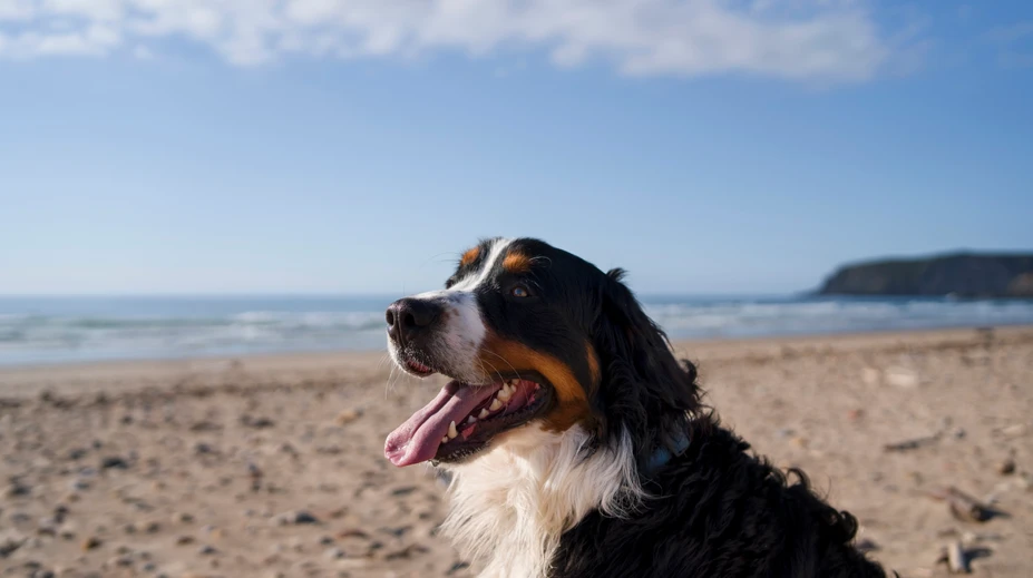 Zdravotné riziká dovoleniek: Veterinárka varuje pred chorobou, ktorá môže byť smrteľná