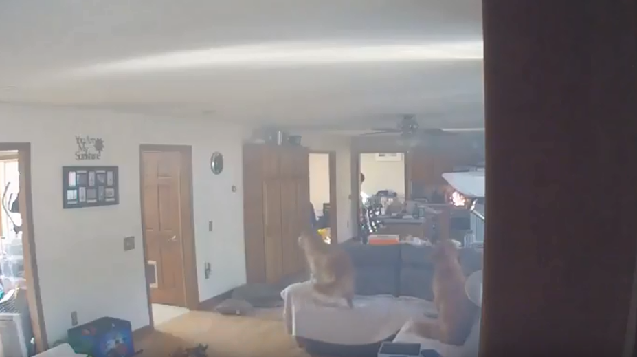 VIDEO: Psa zlákali palacinky položené na sporáku, pre pažravosť takmer podpálil byt