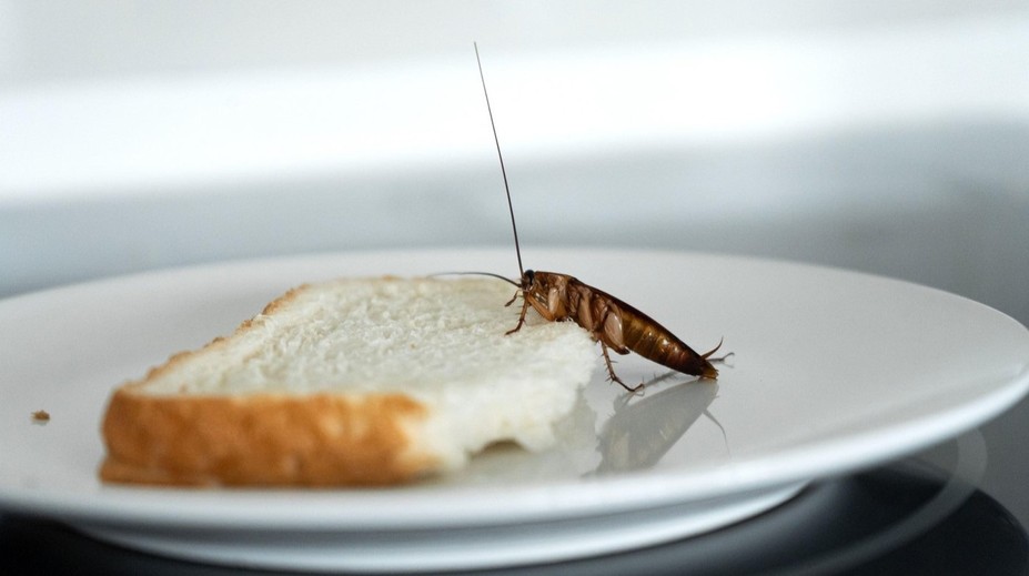 VIDEO: Najedia sa kráľovsky a zadarmo. Rodina sa v reštauráciách sťažuje na švába v jedle, dávajú ho tam však sami