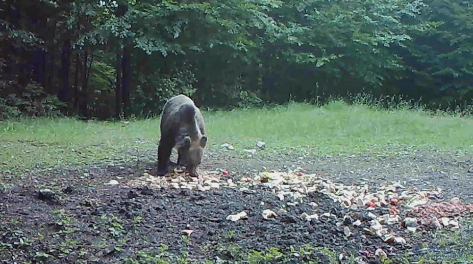 V Národnom parku Veľká Fatra riešia záhadu. Niekto úmyselne prikrmuje medvede