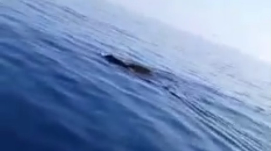 VIDEO: Rybár si myslel, že k nemu plávajú žraloky. Po priblížení sa zostal v nemom úžase