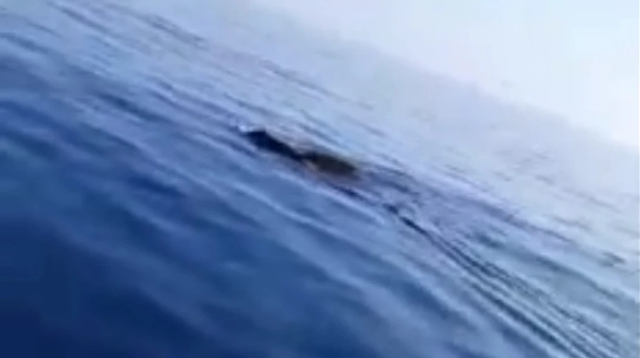 VIDEO: Rybár si myslel, že k nemu plávajú žraloky. Po priblížení sa zostal v nemom úžase