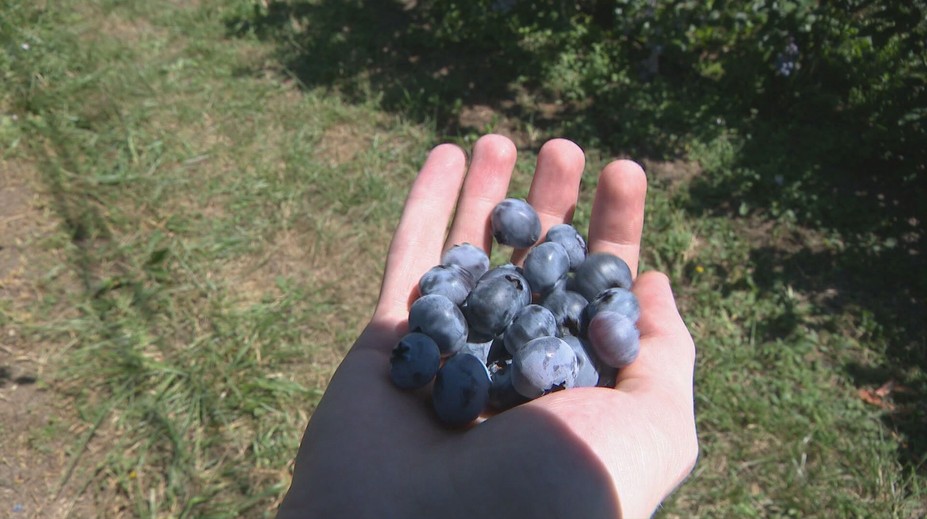 Záhradkárčenie sa nekončí. Nastal ideálny čas na vysádzanie obľúbeného ovocia
