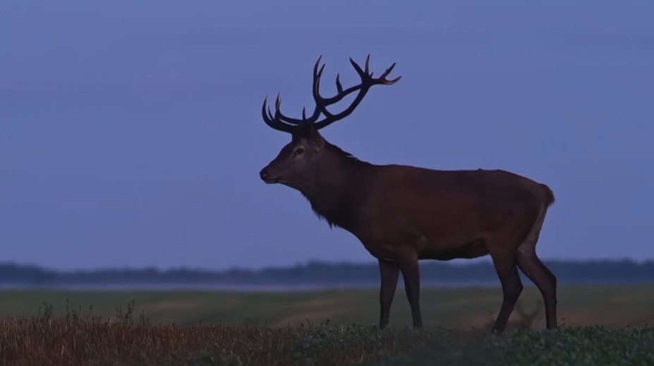 Začalo sa obdobie párenia jeleňov. Na cestách pred nimi treba byť obzvlášť v strehu