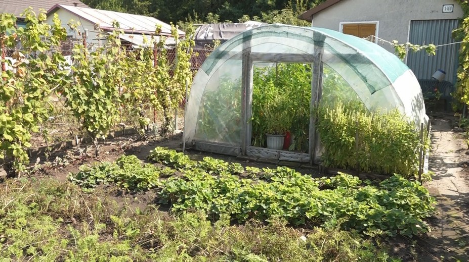 Pretrvávajúce horúčavy trápia aj záhradkárov. Úroda im predčasne padá zo stromov