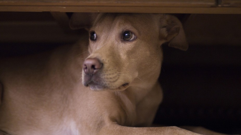 Nová belgická strana chce zrovnoprávniť zvieratá s ľuďmi