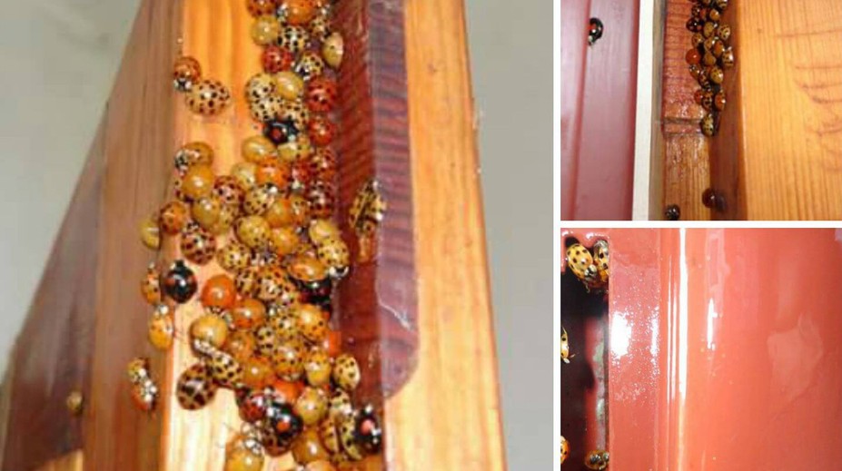 Sú hladné a útočia aj na ľudí. Ako sa zbavíte otravných lienok?