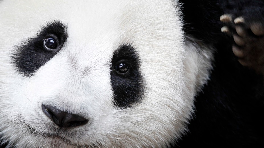 Panda veľká už nie je ohrozený druh