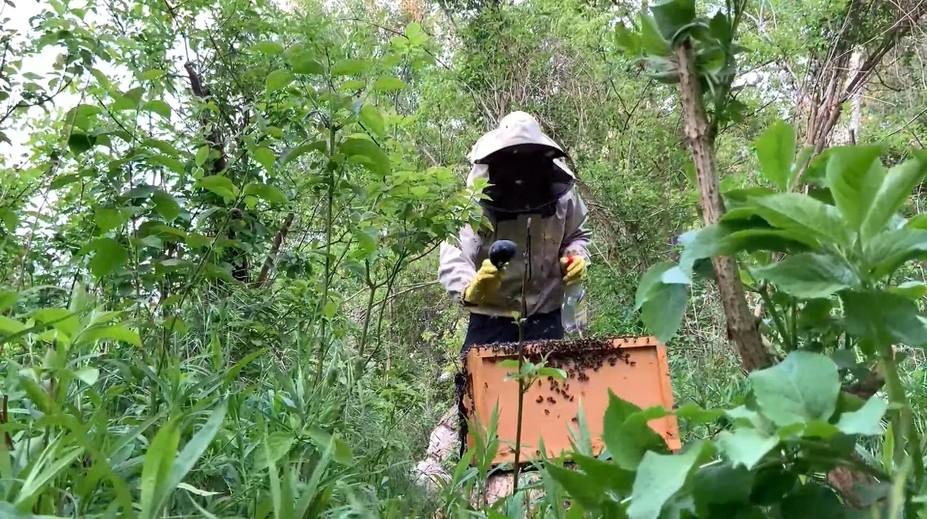 Karol je vášnivý včelár. Ukázal nám, ako funguje v praxi odchytávanie rojov