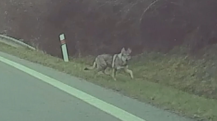 Vyzerá ako vlk, vydesil miestnych na juhu Slovenska. Tento pes môže byť nebezpečnejší ako obávaný predátor