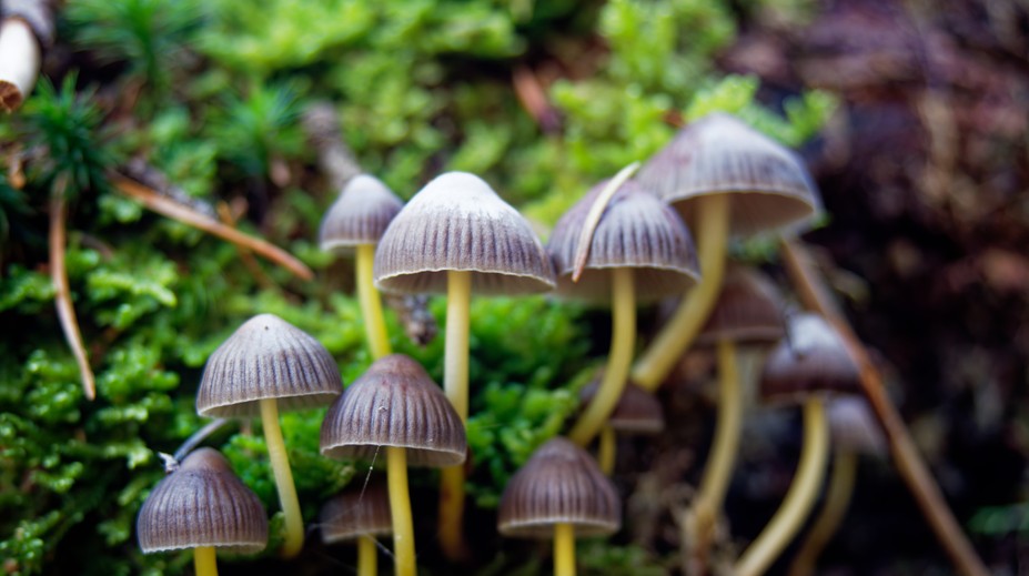 „Magické“ huby, ktoré rastú aj u nás, vyvolávajú stavy ako LSD. Háčik je v tom, že sa po nich môžete zblázniť