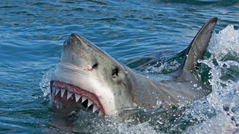 Austrálsky surfer zomrel po útoku žraloka v Novej Kaledónii