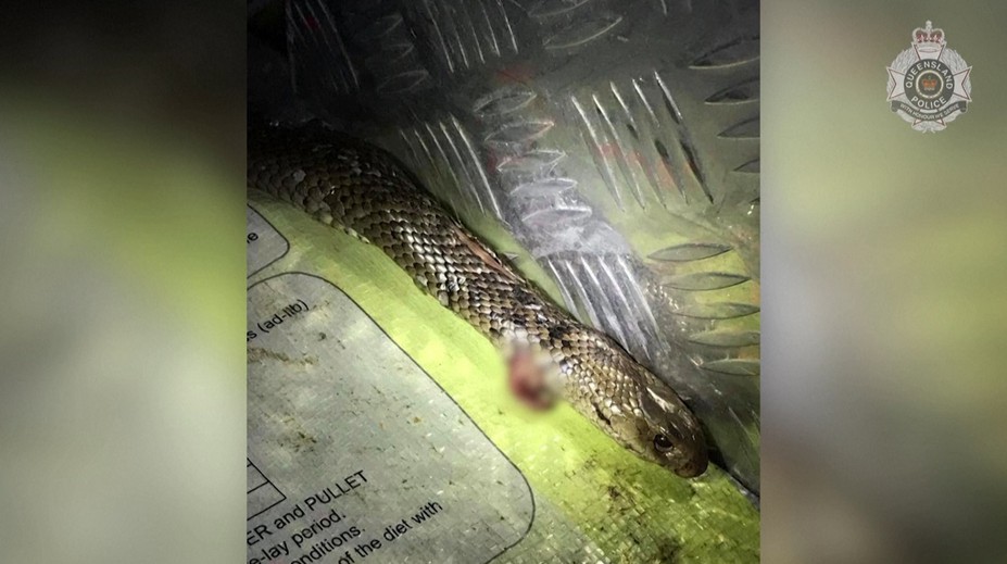 Muža v aute napadol jedovatý had. Počas jazdy bojoval o život