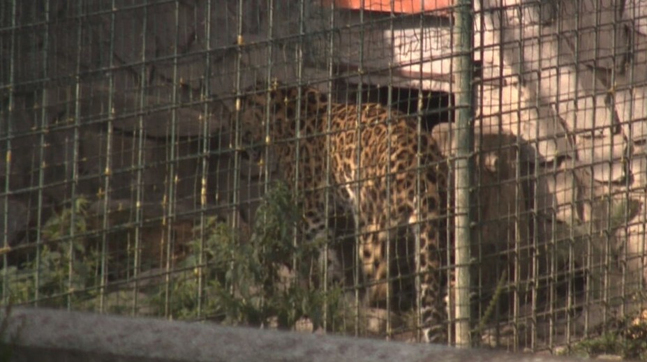 Tragédia v zoo pri Brezne. Majiteľa napadla šelma, spôsobila mu smrteľné zranenia