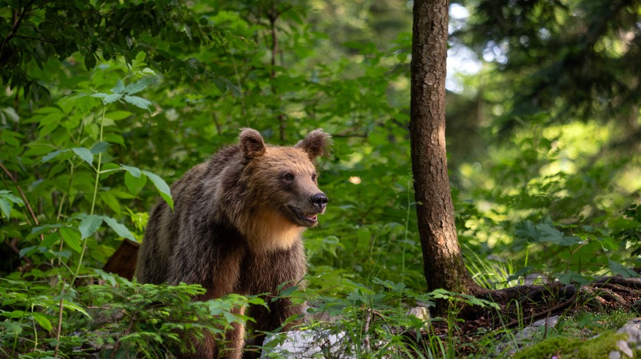 Medvedicu s mladými spozorovali v okolí stredoslovenského mesta. Primátor vyzýva k opatrnosti