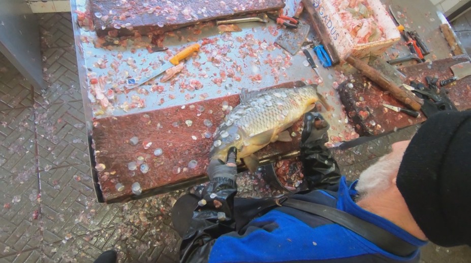 Ministrovi sa nepáči zákaz predaja kaprov pred obchodnými reťazcami. Našiel preto náhradné riešenie