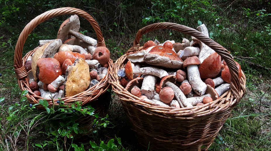 Chodievate na huby? Tu je niekoľko rád od skúseného mykológa