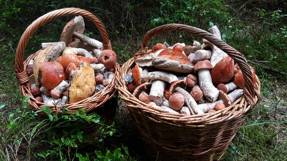 Chodievate na huby? Tu je niekoľko rád od skúseného mykológa