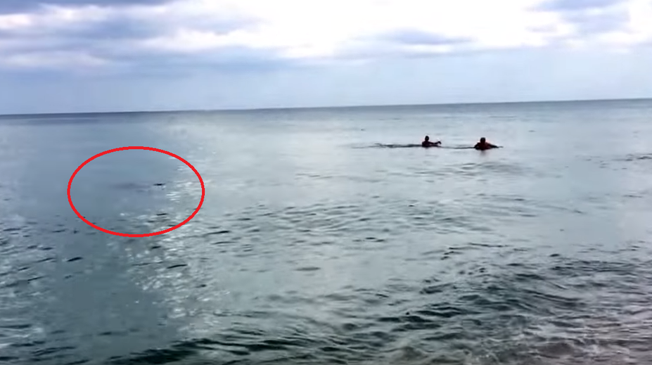 Panika zachytená na kamere. Z brehu videli, ako sa k ním blíži žralok