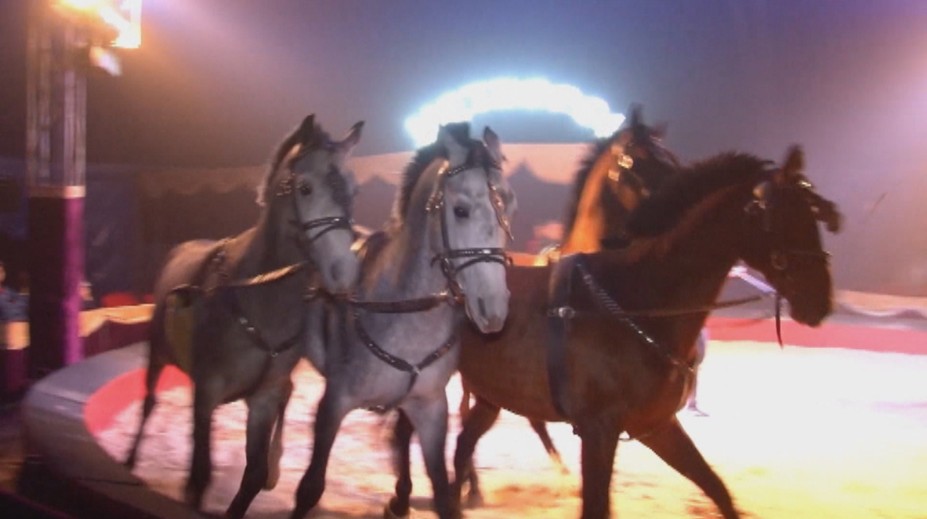 Koniec cirkusov na Slovensku? Zvieratá tam možno už neuvidíme