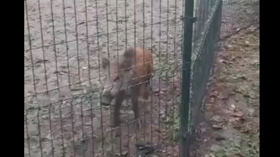 VIDEO: Po centre Bratislavy pobehoval diviak. Okoloidúci ho uväznil vo výbehu pre psov