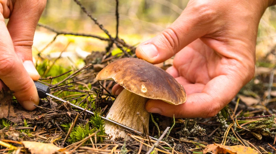 Čo ste o hubách ešte nepočuli. Viete napríklad, že máme aj mäsožravú hubu?