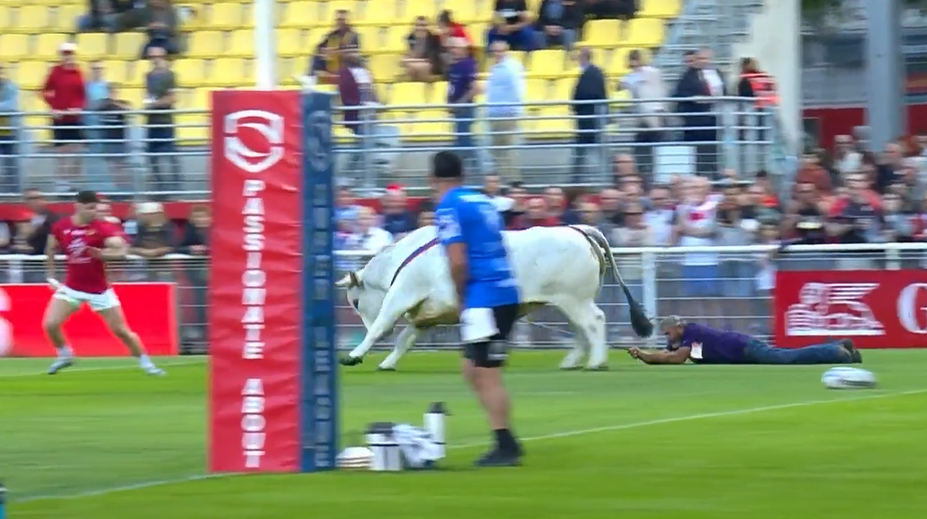 VIDEO: Kto mohol, utekal. Hráčov vydesil počas rozcvičky na ihrisku býk