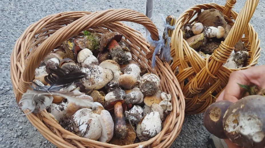 Začala sa hubárska sezóna, z týchto lokalít sa určite nevrátite naprázdno