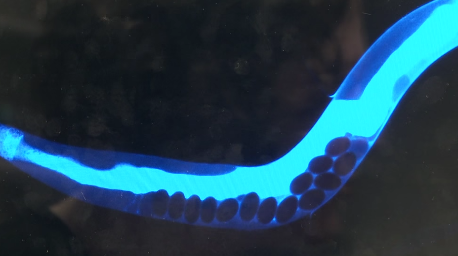 Vedci odfotili smrť. Je bledomodrá a vyzerá dobre