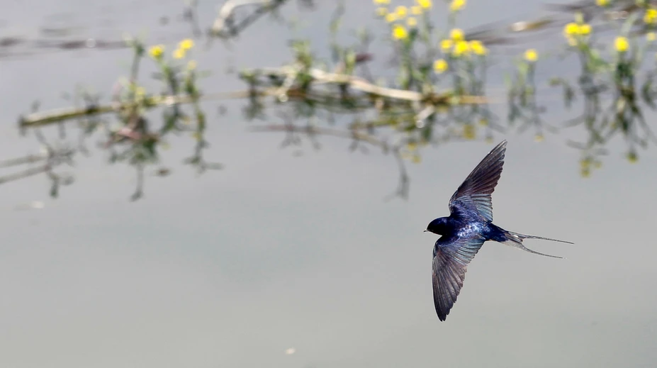 Za zhodenie hniezda lastovičke alebo belorítke hrozí pokuta až 9958 eur