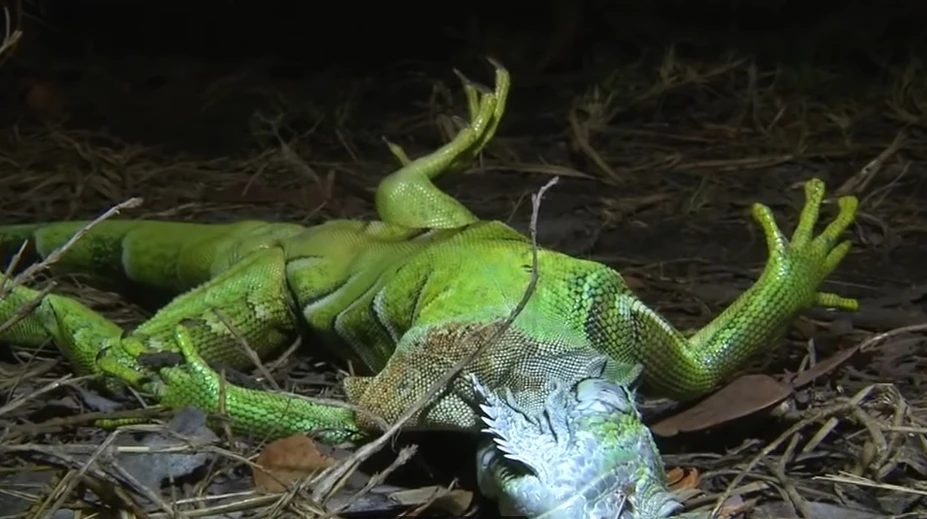 VIDEO: Nebývalý úkaz na Floride. Obyvateľov šokovali padajúce leguány