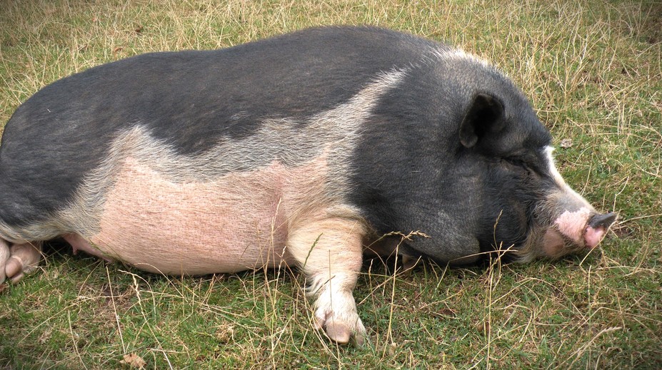 Veľmi ho vykŕmila, všimli si to veterinári a zobrali jej ho. Extrémne tučnému prasaťu nasadili diétu
