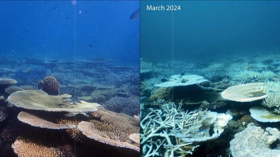 Pohroma pre Austrálčanov. Veľkú koralovú bariéru zasiahlo rekordné blednutie