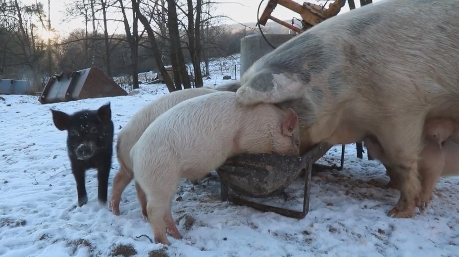 Kauza dotácií na šesť prasiat v rodinnej firme štátneho tajomníka: Na jedno išlo až 4 500 eur