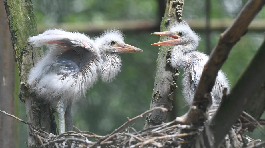 V Turci sa vyskytol vírus vtáčej chrípky. Potvrdili ho u uhynutej volavky