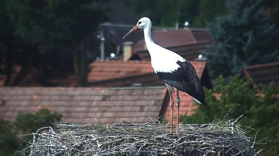 Niektoré bociany už smerujú do teplých krajín. Prvé z nich sa vydali na cestu skôr, ako je zvykom