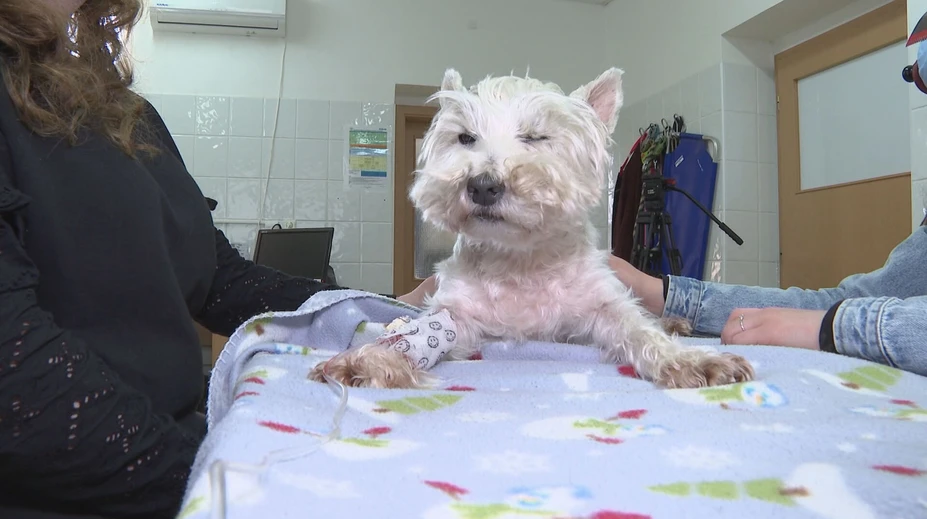 Veterinárne ambulancie zažívajú nápor. Môže za to kliešť, ktorý sa objavuje v čoraz severnejších oblastiach