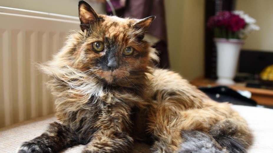 Zomrela najstaršia mačka sveta. Oficiálny titul získať nestihla