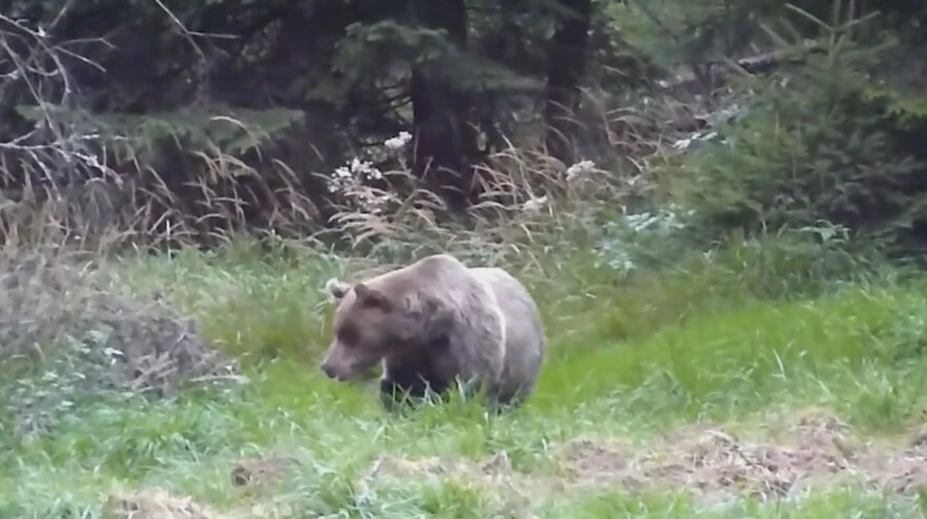 Na mieste, kde muž († 63) hľadal huby, je medveď ako doma. Našli tam staršie aj čerstvé ležoviská