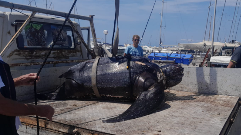 VIDEO: Talianski potápači vylovili z mora obriu korytnačku. Museli použiť žeriav
