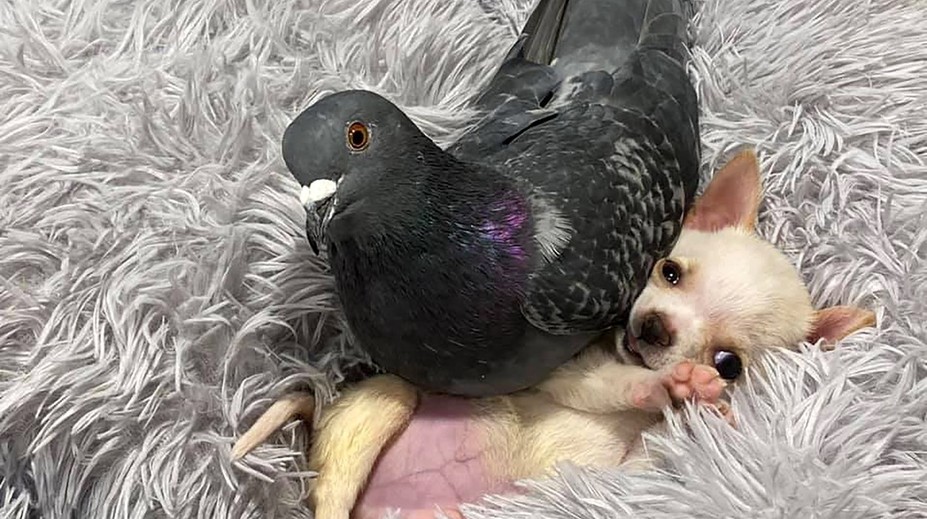 Holub, ktorý zabudol lietať, sa nevie odtrhnúť od rozkošnej čivavy s ochrnutými labkami